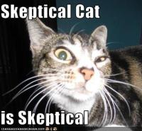 skeptical-cat